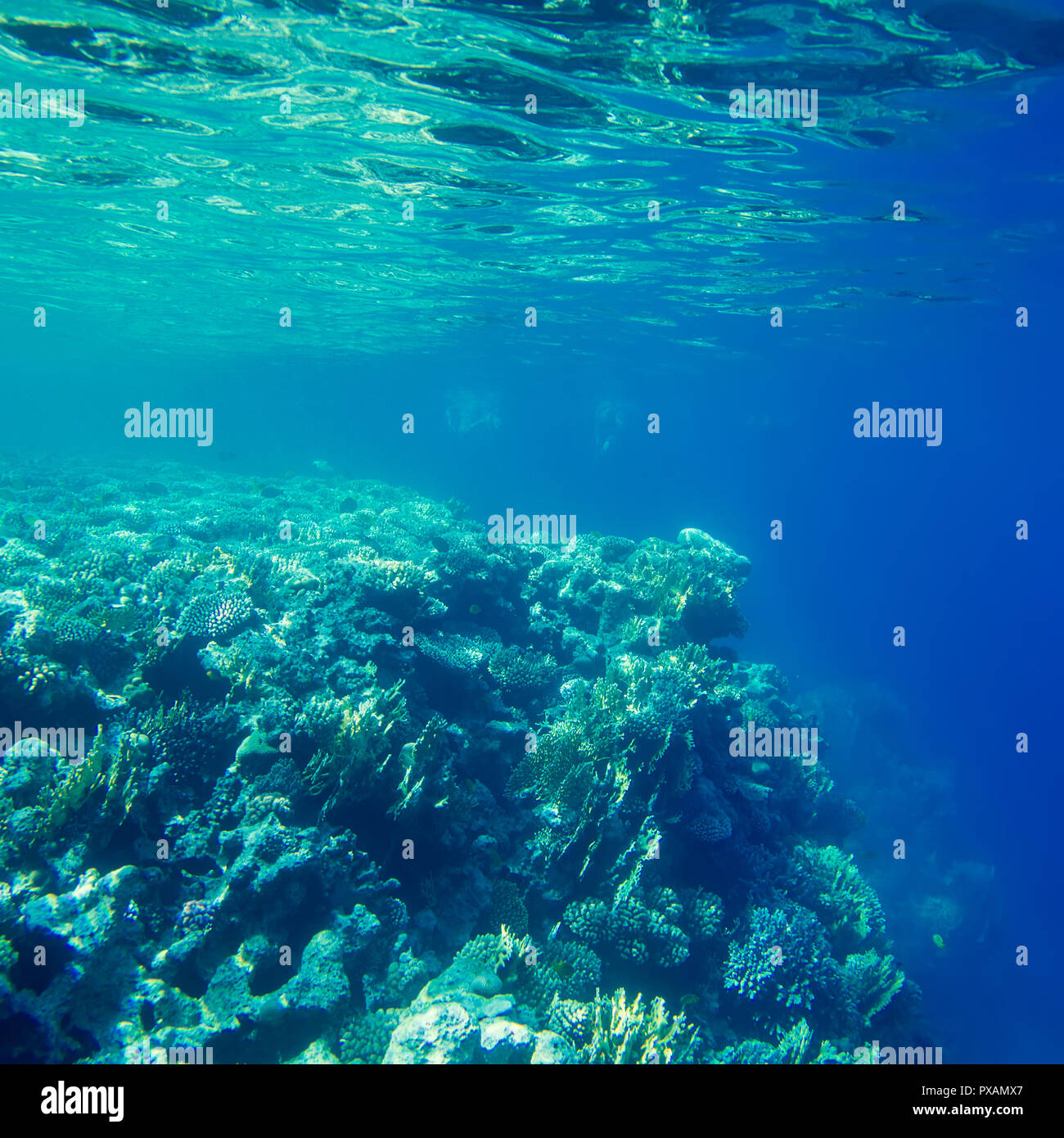 Schöne und vielseitige Korallenriff Fische im Roten Meer Stockfoto