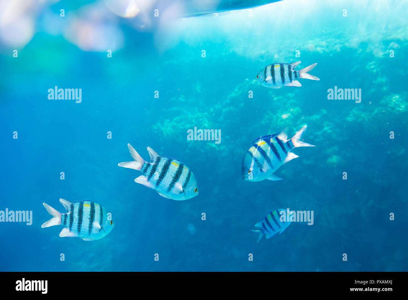 Schöne und vielseitige Korallenriff Fische im Roten Meer Stockfoto
