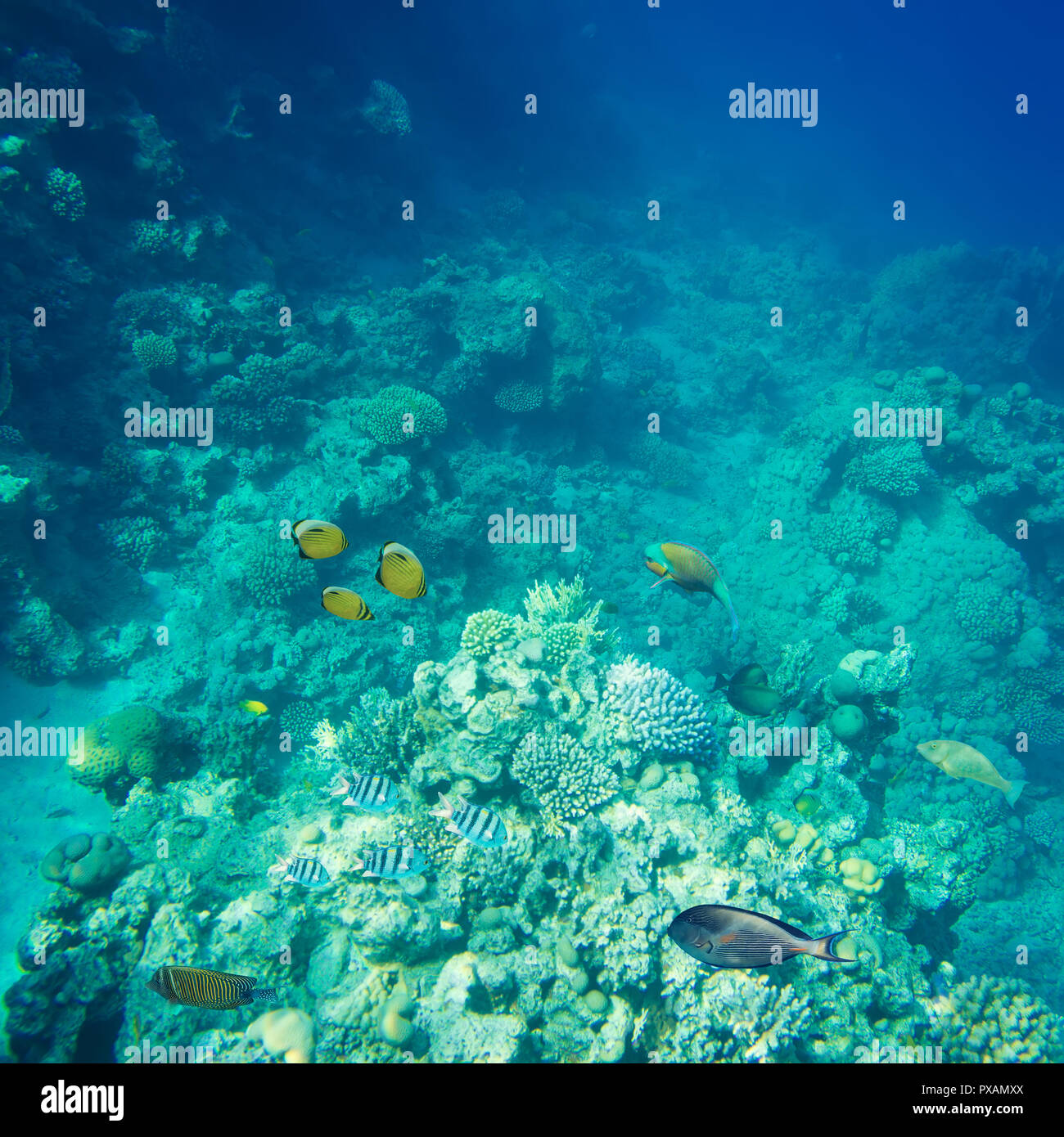 Schöne und vielseitige Korallenriff Fische im Roten Meer Stockfoto