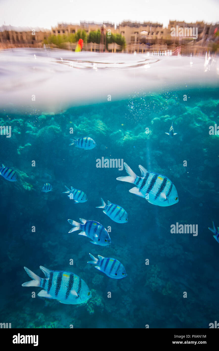 Schöne und vielseitige Korallenriff Fische im Roten Meer Stockfoto