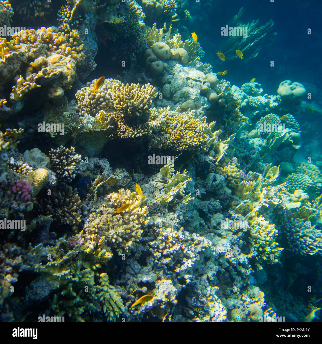 Schöne und vielseitige Korallenriff Fische im Roten Meer Stockfoto