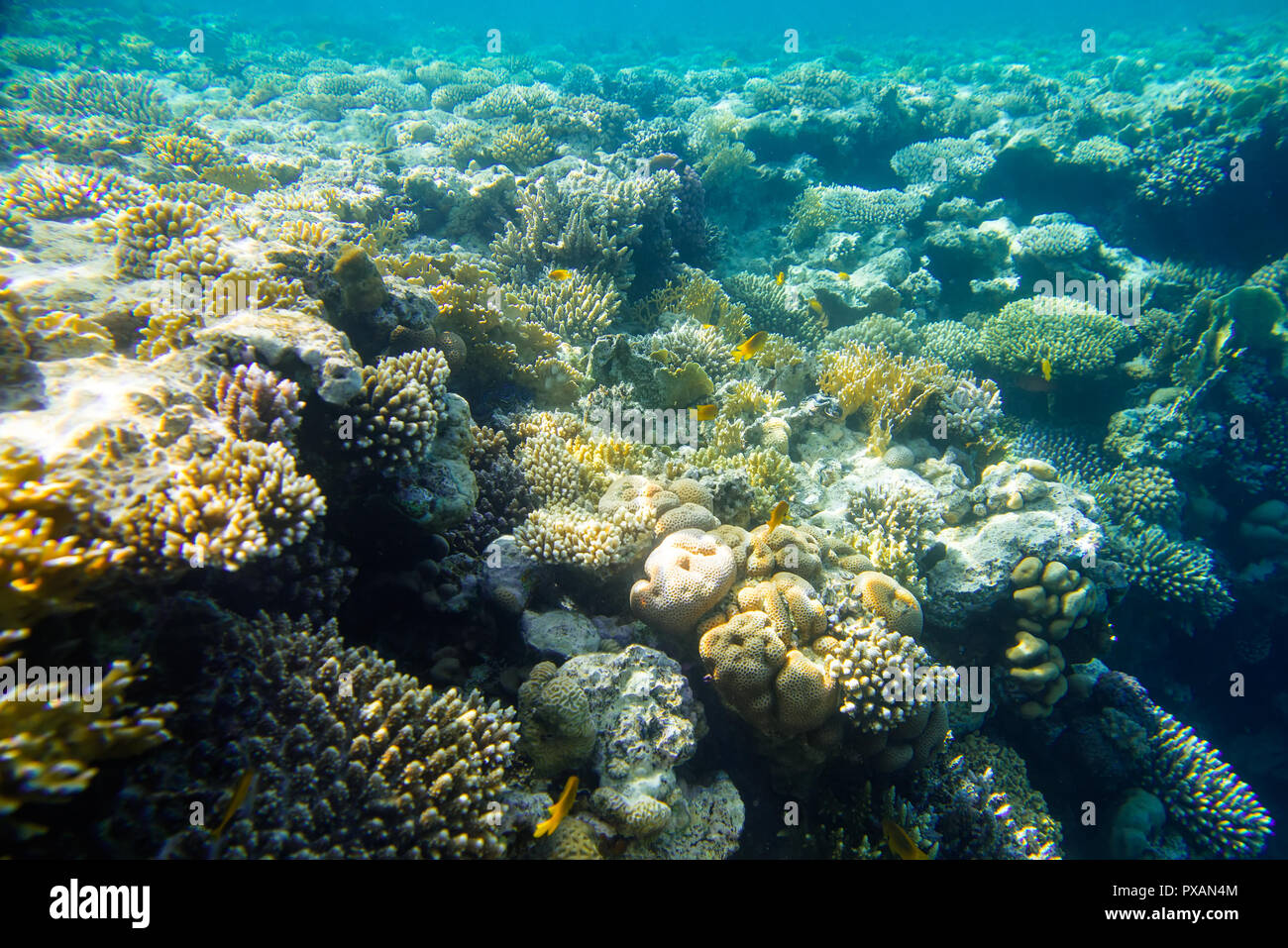 Schöne und vielseitige Korallenriff Fische im Roten Meer Stockfoto