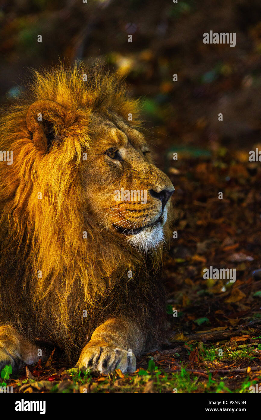 Goldener Löwe Stockfoto