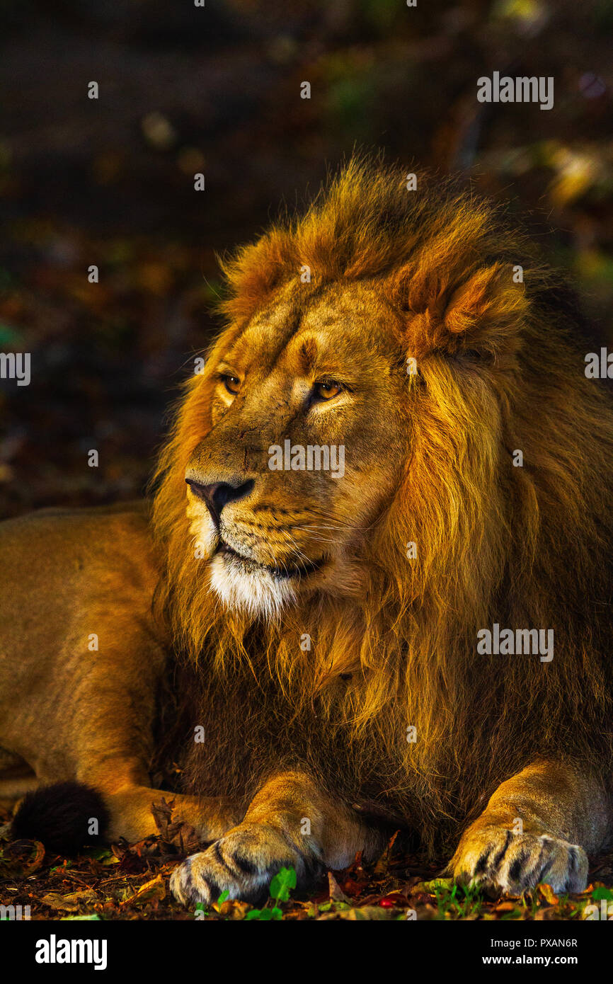 Goldener Löwe Stockfoto
