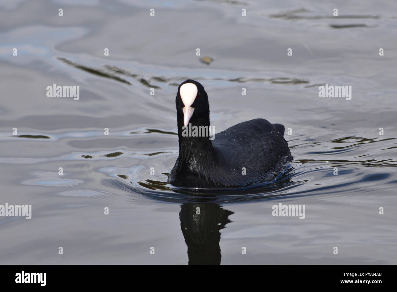 Blässhuhn schwimmen im Wasser Stockfoto