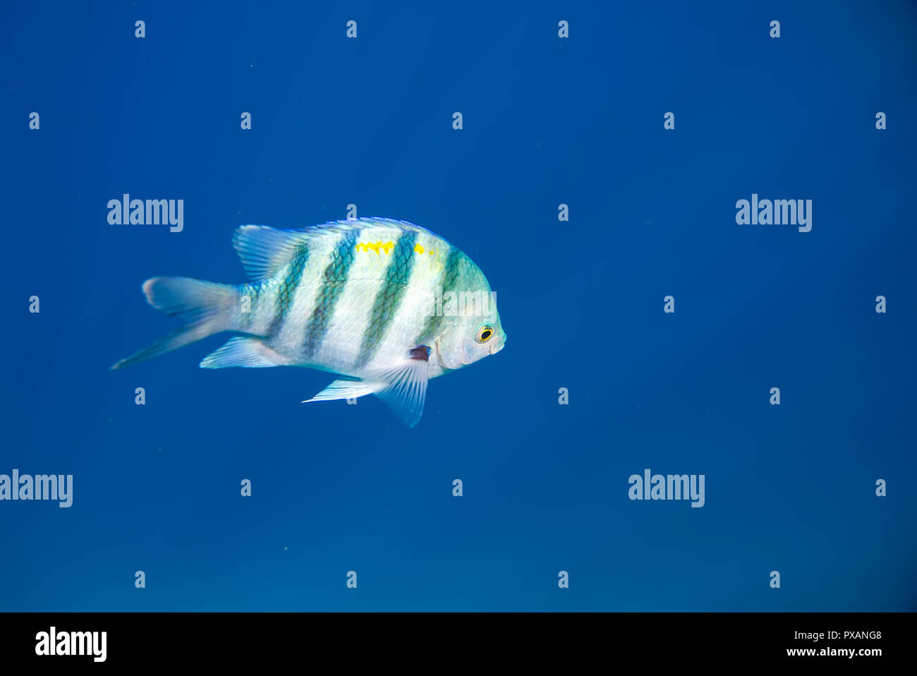 Ein blau gestreifter Fisch Stockfoto