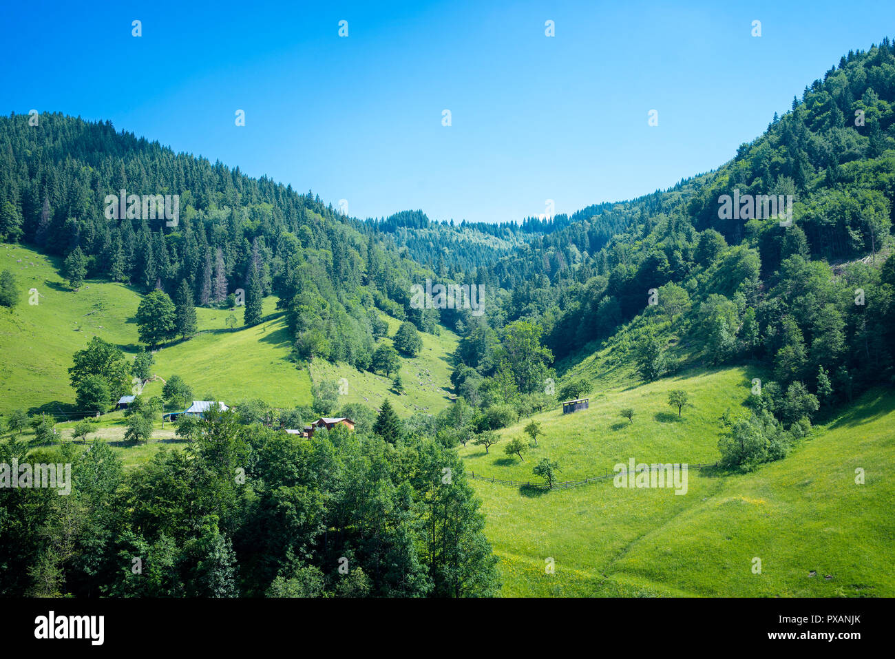 Schönen wald landschaft Stockfoto