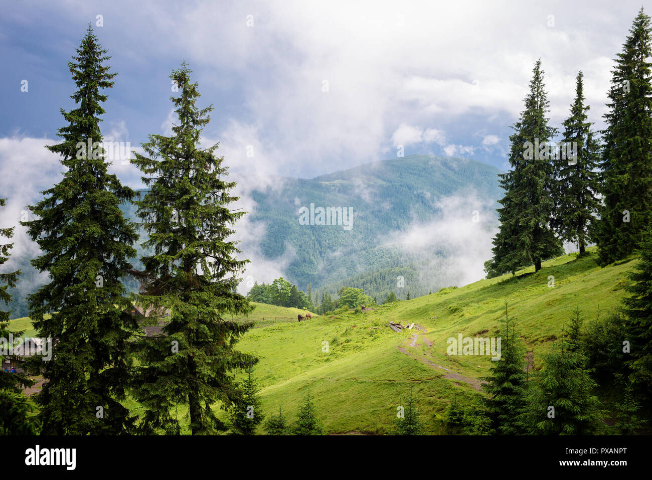 Schönen wald landschaft Stockfoto