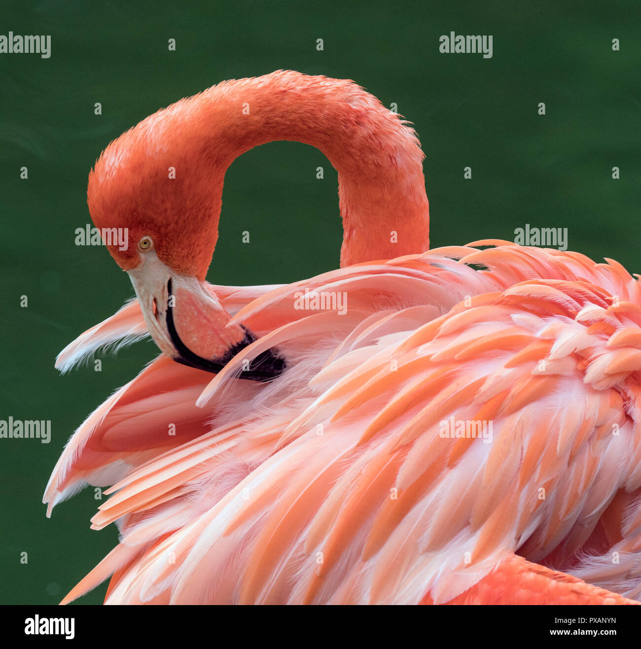 Amerikanische Flamingos Phoenicopterus ruber putzen Federn Captive Foto Stockfoto