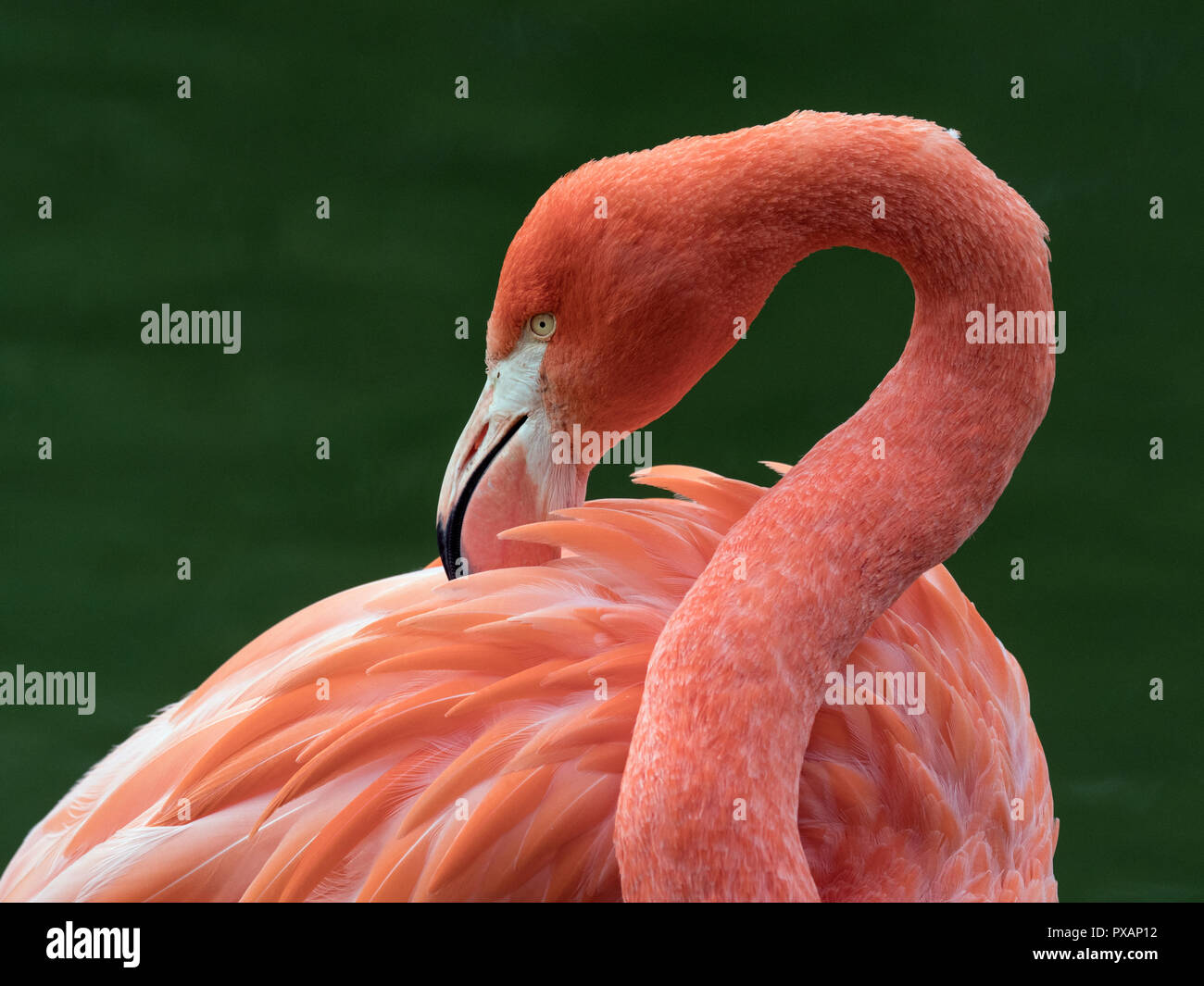 Amerikanische Flamingos Phoenicopterus ruber putzen Federn Captive Foto Stockfoto