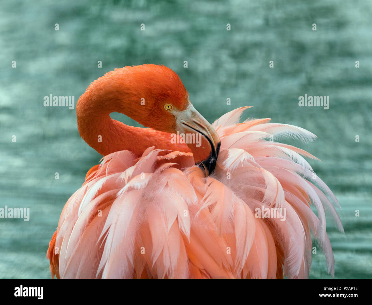 Amerikanische Flamingos Phoenicopterus ruber putzen Federn Captive Foto Stockfoto