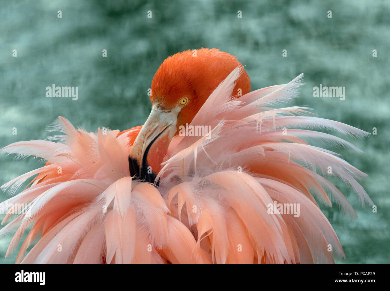 Amerikanische Flamingos Phoenicopterus ruber putzen Federn Captive Foto Stockfoto