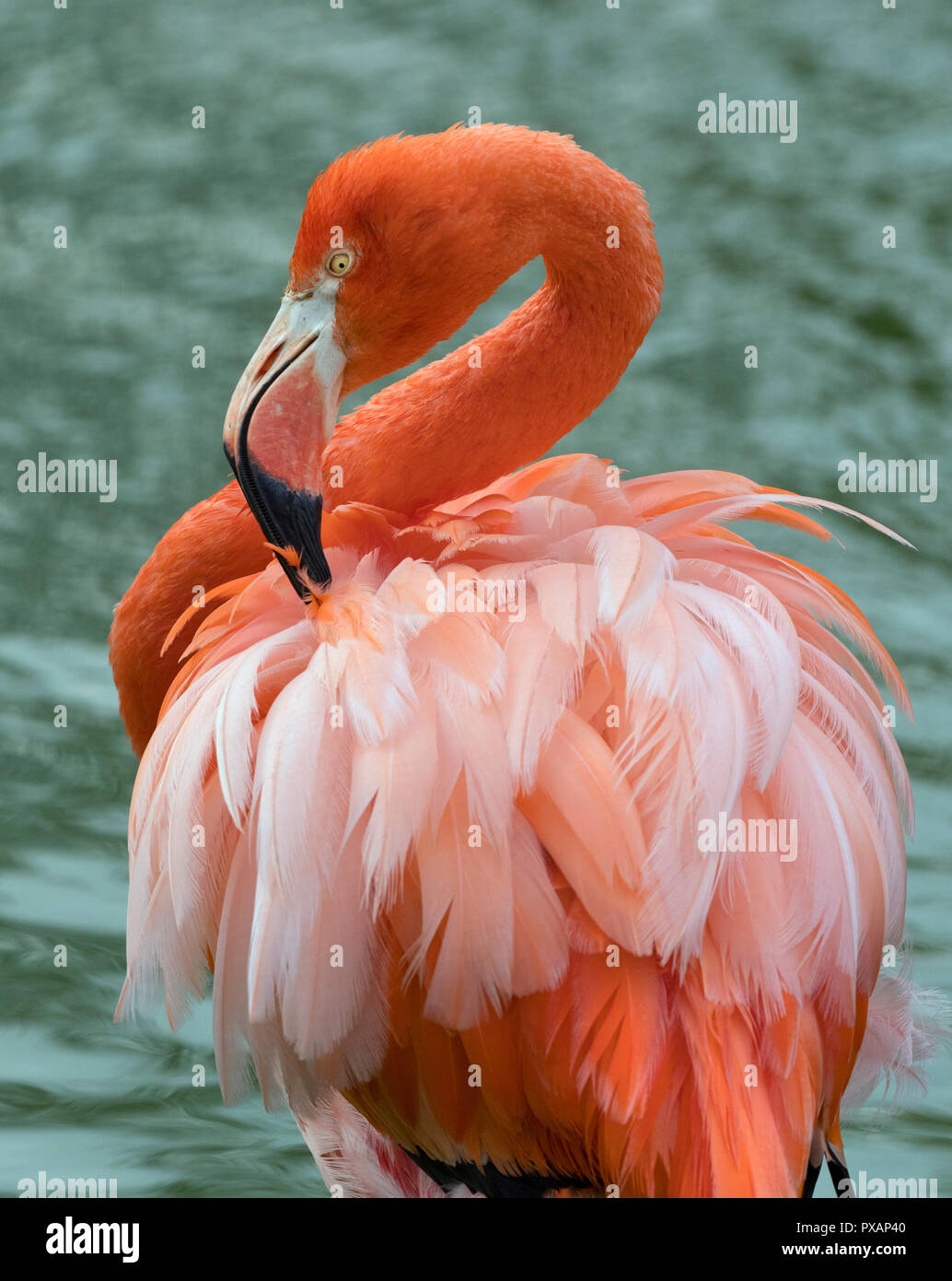 Amerikanische Flamingos Phoenicopterus ruber putzen Federn Captive Foto Stockfoto