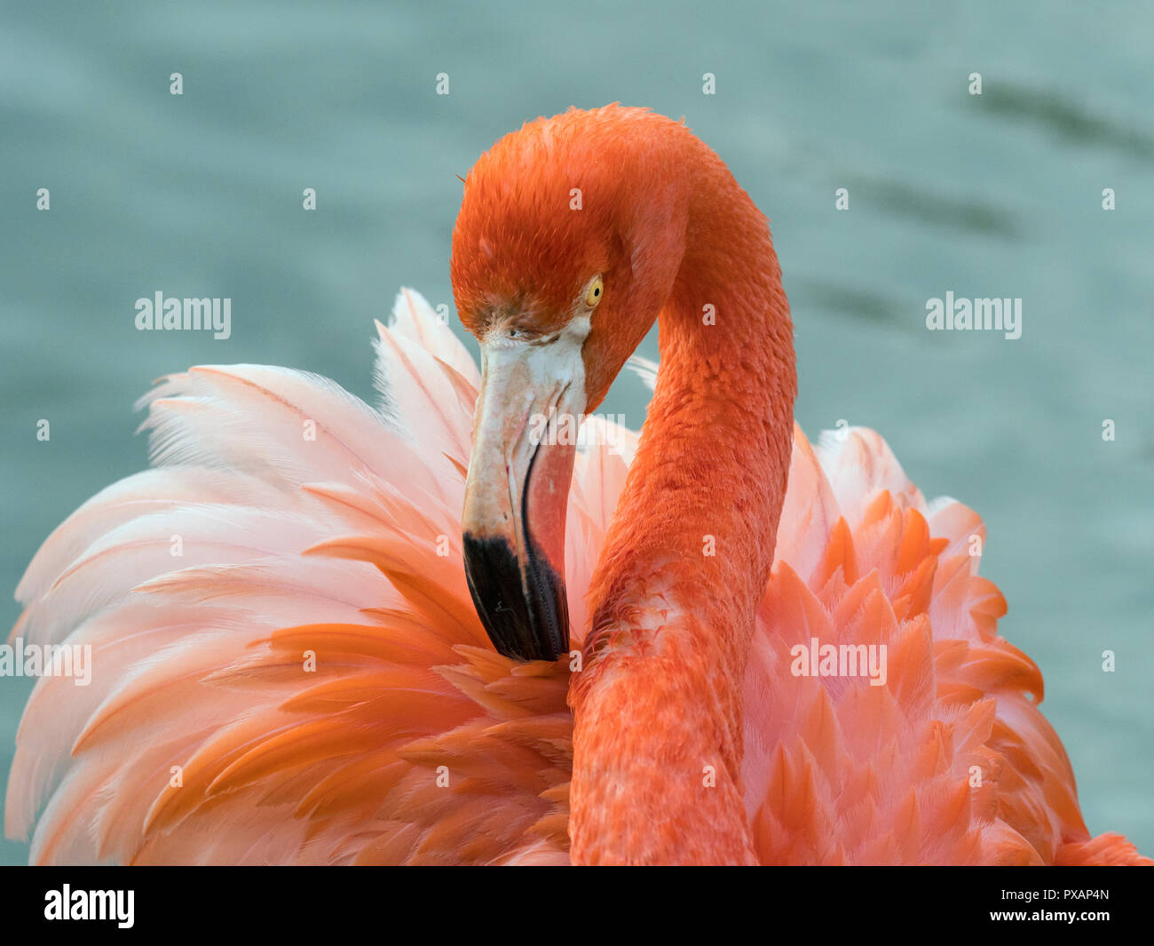 Amerikanische Flamingos Phoenicopterus ruber putzen Federn Captive Foto Stockfoto
