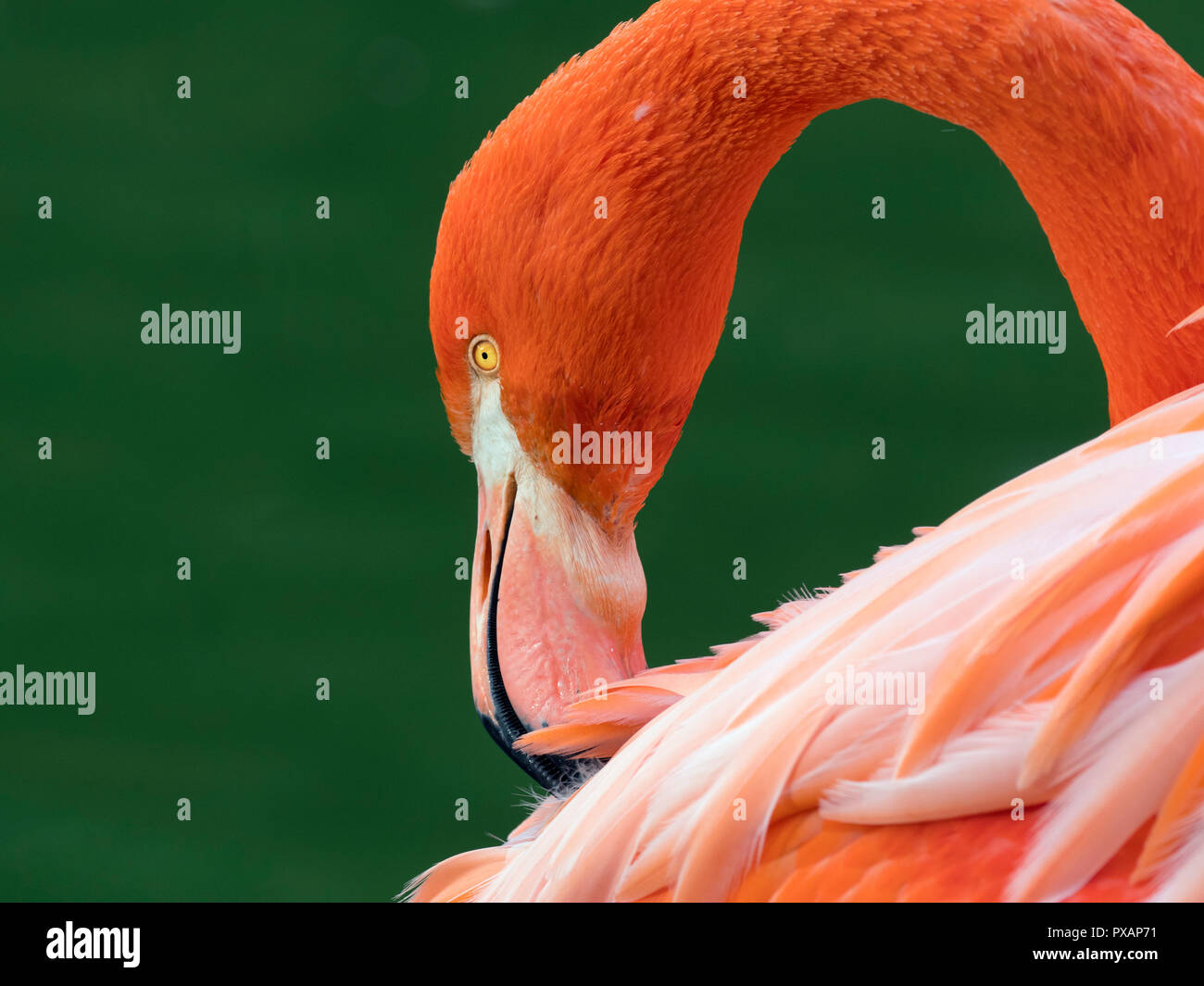 Amerikanische Flamingos Phoenicopterus ruber putzen Federn Captive Foto Stockfoto