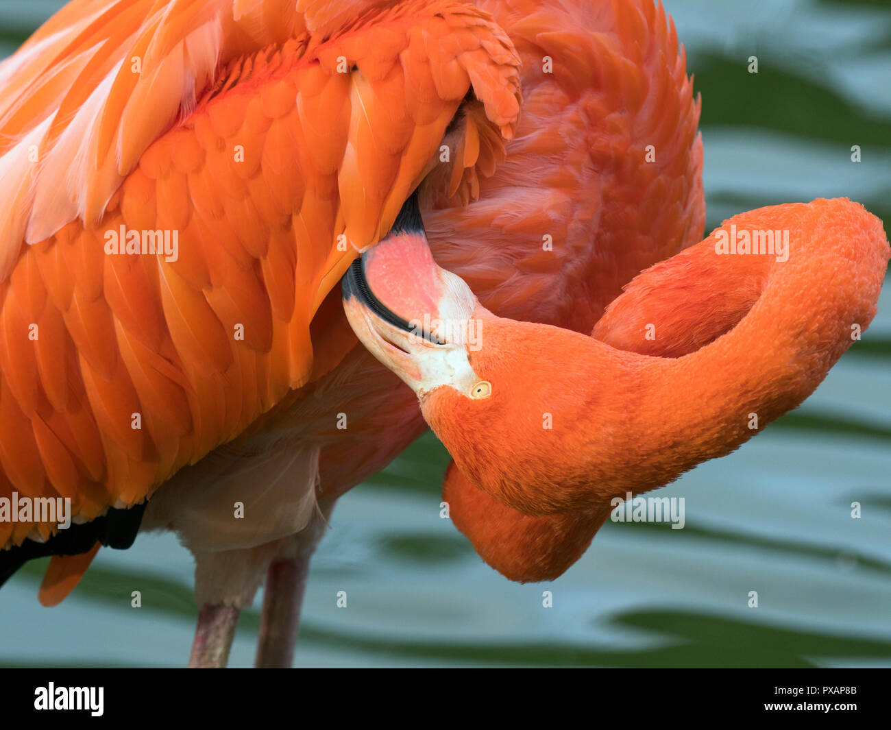Amerikanische Flamingos Phoenicopterus ruber putzen Federn Captive Foto Stockfoto