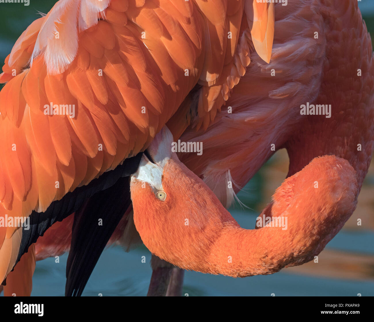 Amerikanische Flamingos Phoenicopterus ruber putzen Federn Captive Foto Stockfoto