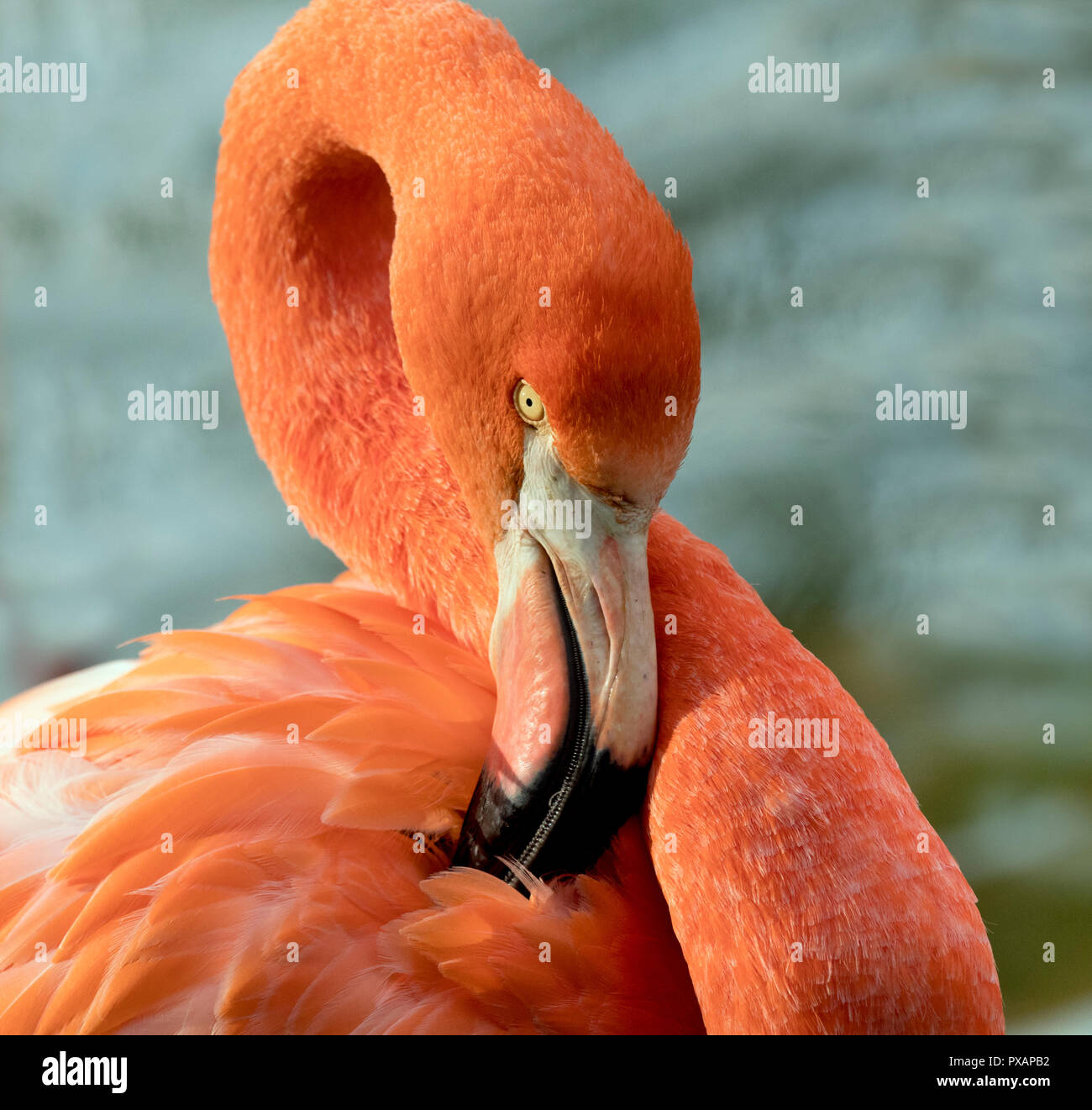 Amerikanische Flamingos Phoenicopterus ruber putzen Federn Captive Foto Stockfoto