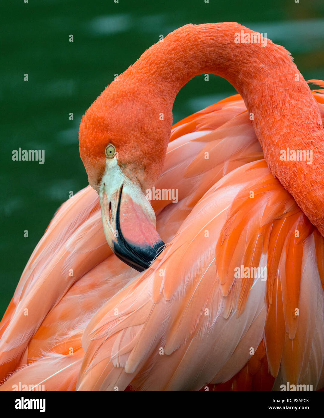 Amerikanische Flamingos Phoenicopterus ruber putzen Federn Captive Foto Stockfoto