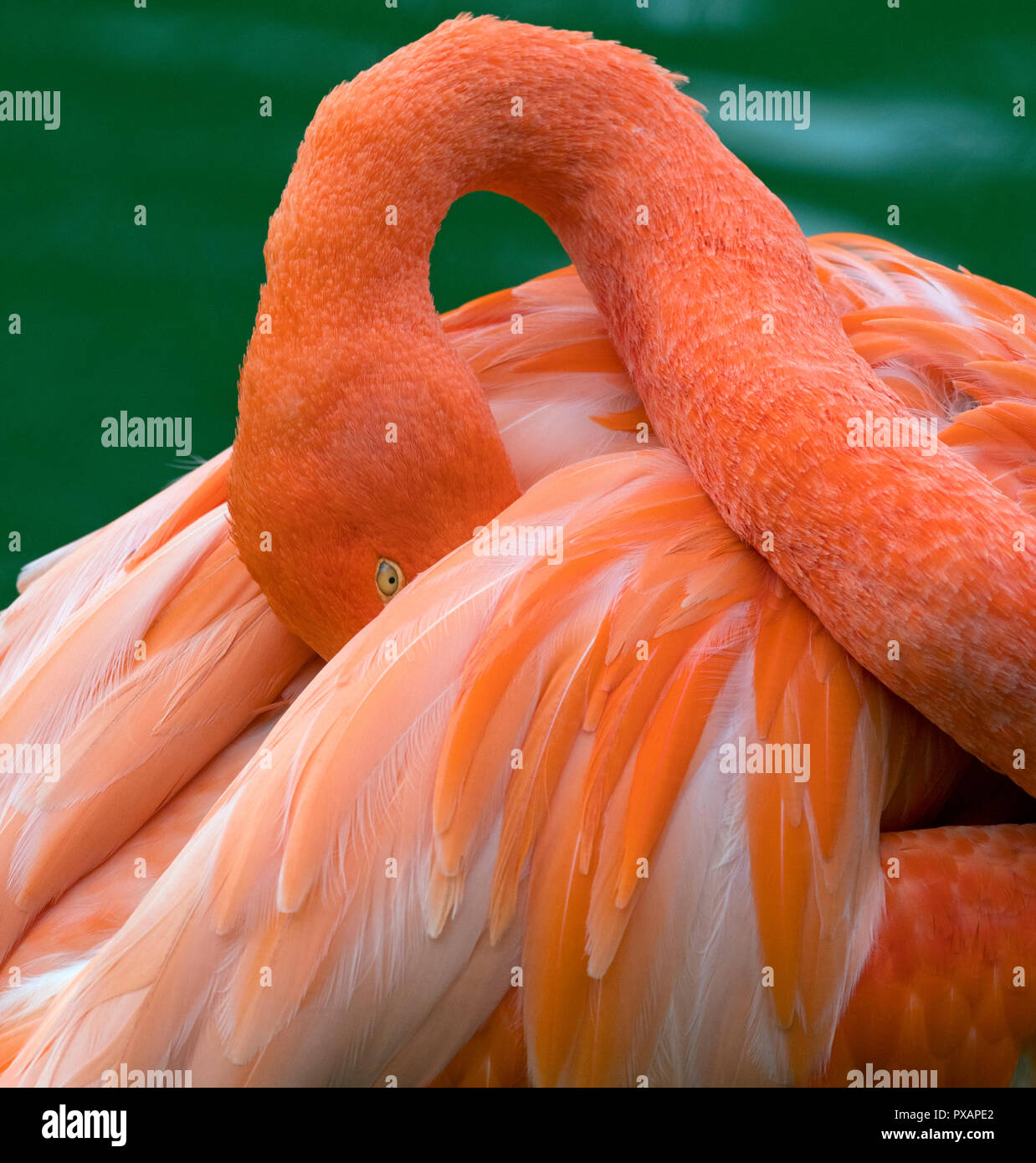 Amerikanische Flamingos Phoenicopterus ruber putzen Federn Captive Foto Stockfoto