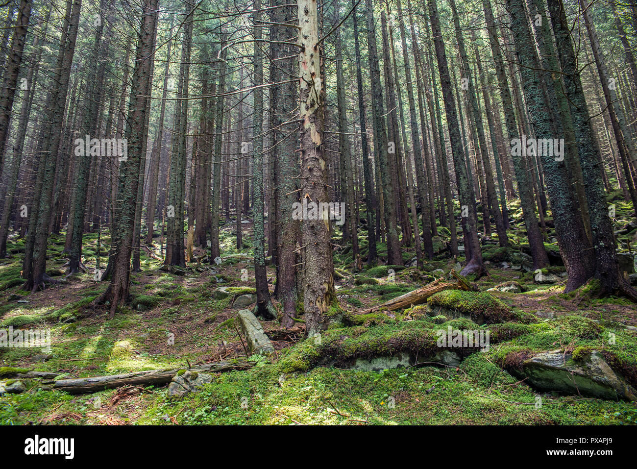 Pfad in den Wald, in den Bergen Stockfoto