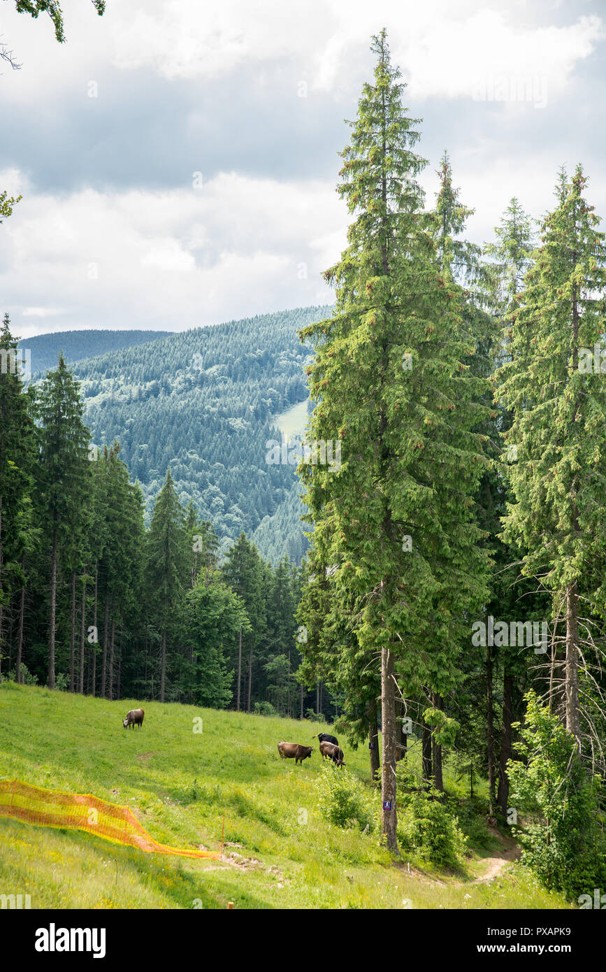 Wald Landschaft in den Bergen Stockfoto