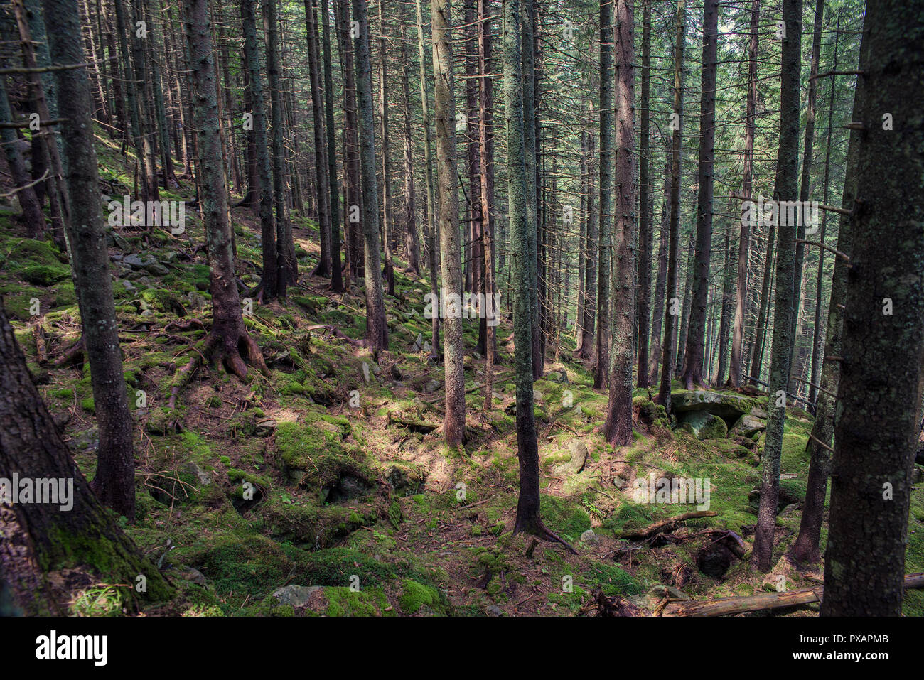 Pfad in den Wald, in den Bergen Stockfoto