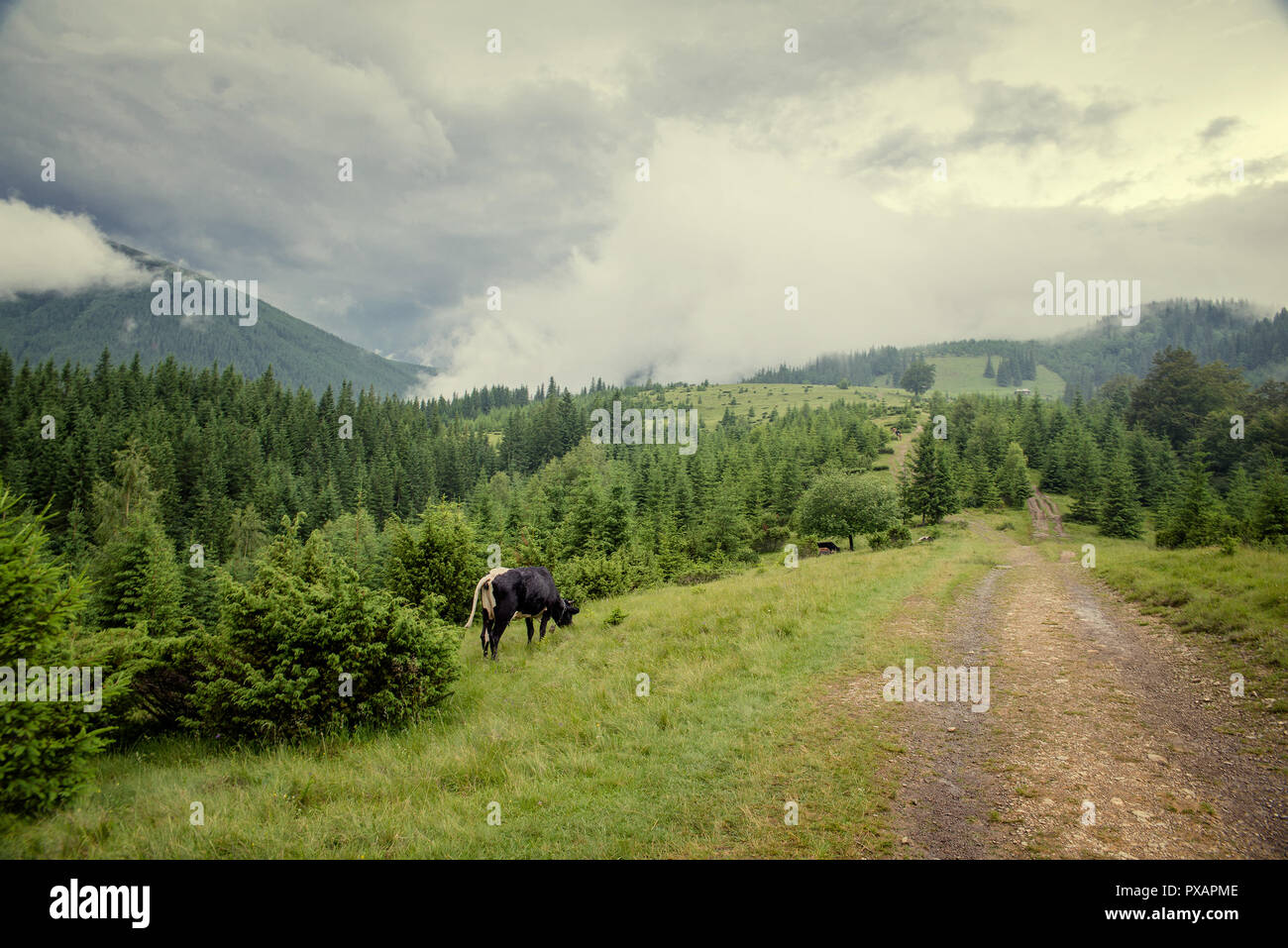 Andscape in den Karpaten. Stockfoto
