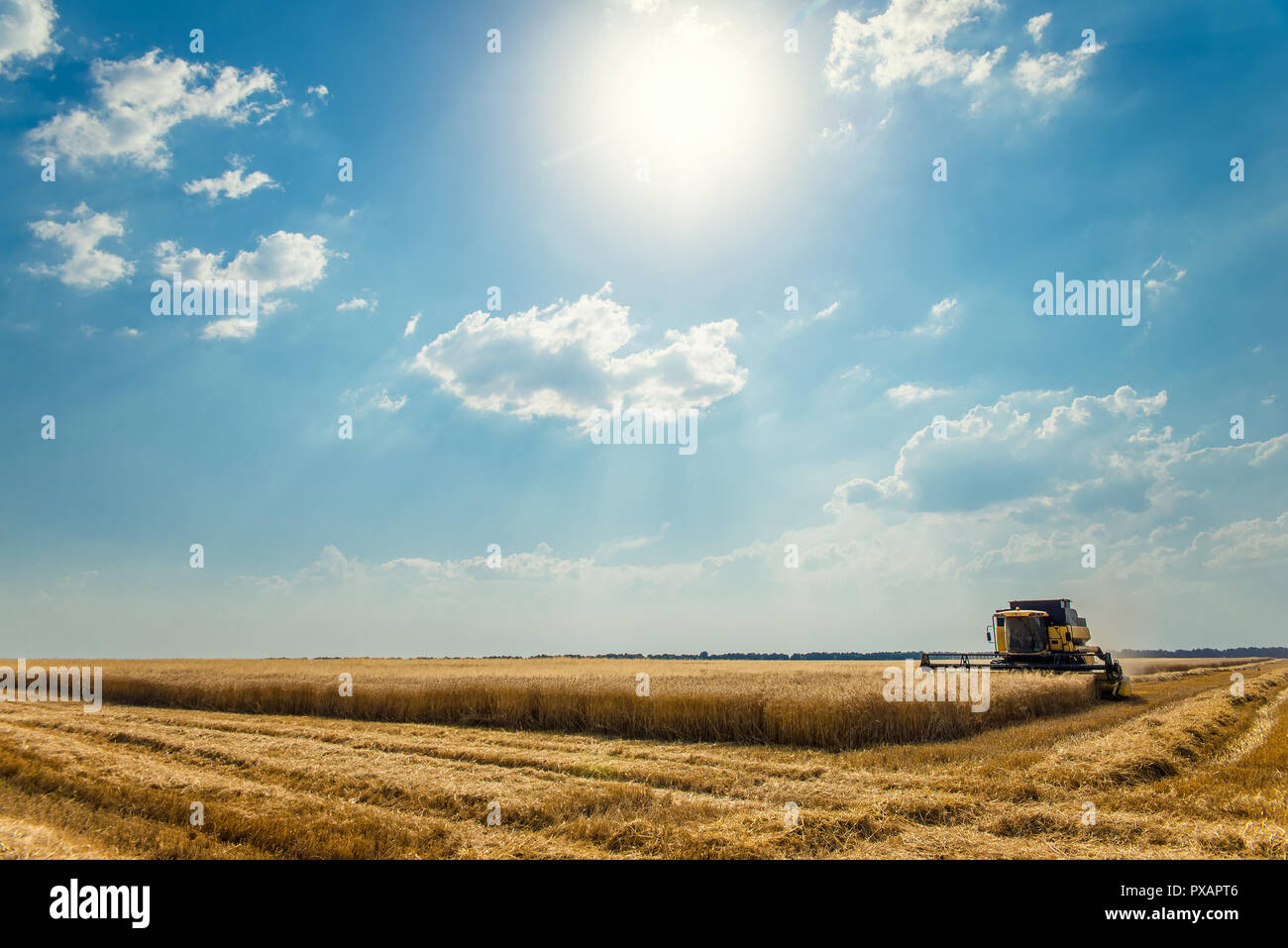 Feldhäcksler entfernt Weizen Stockfoto