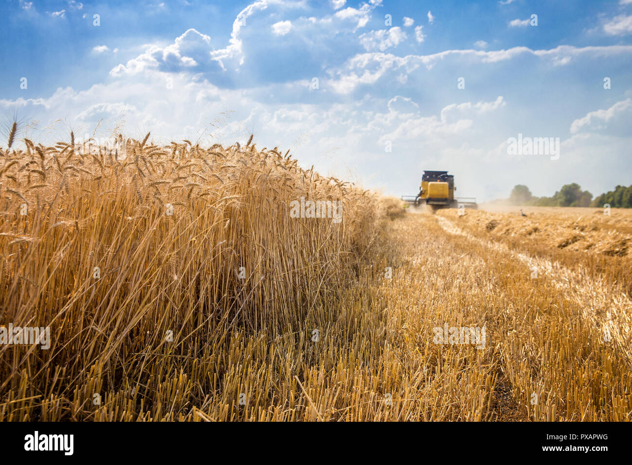 Feldhäcksler entfernt Weizen Stockfoto