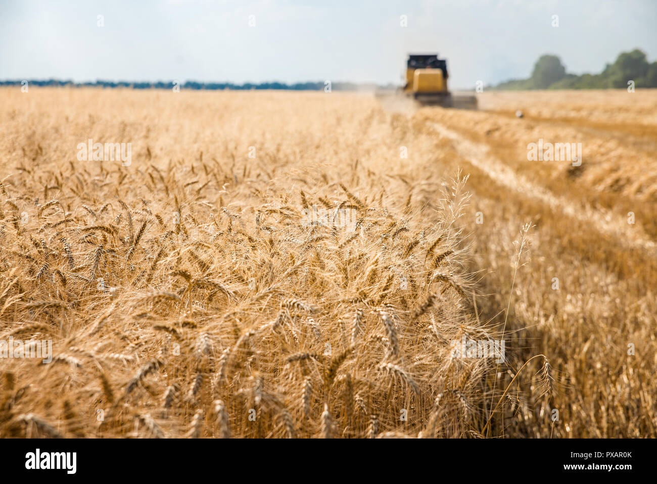 Feldhäcksler entfernt Weizen Stockfoto