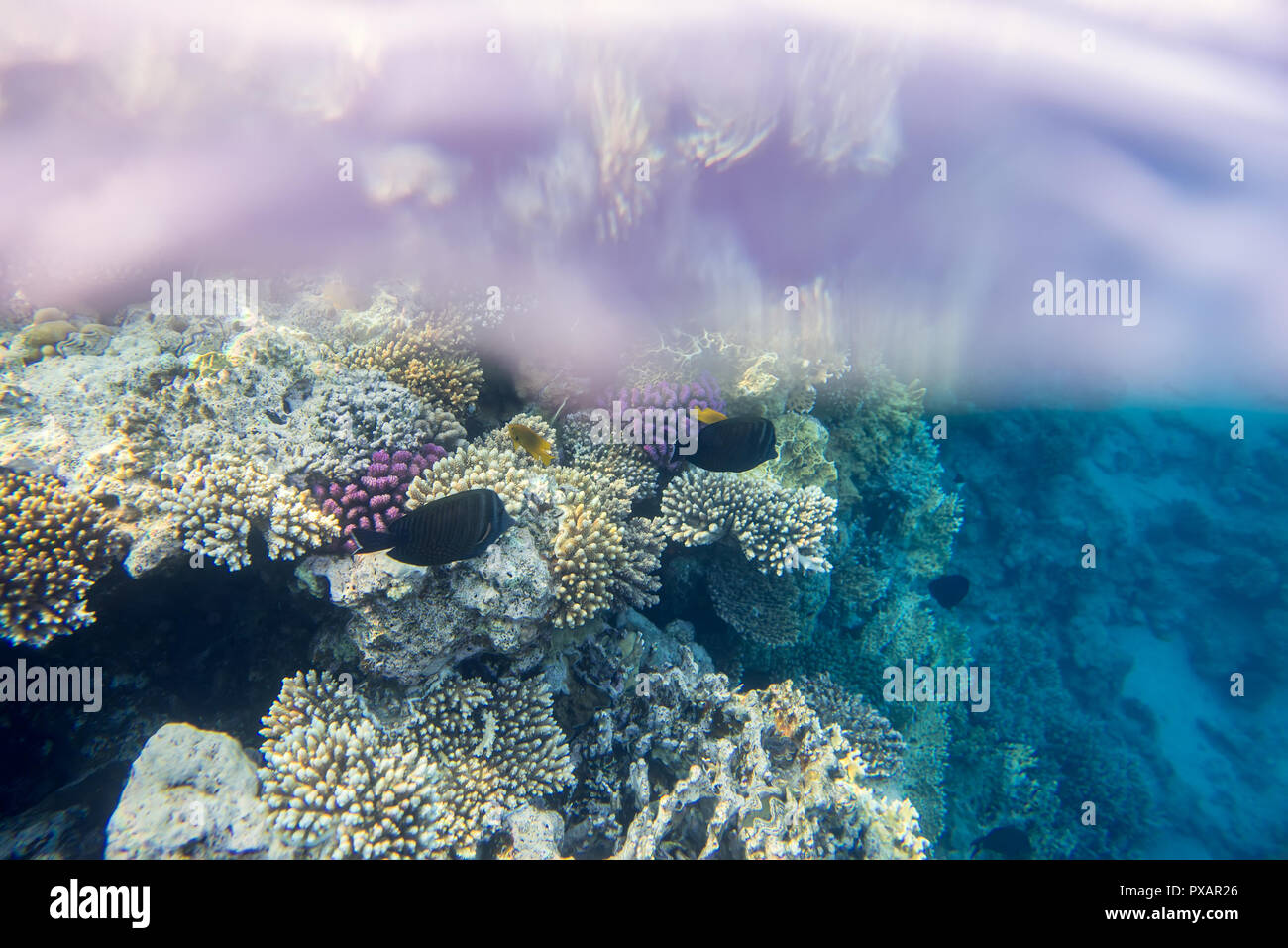 Fische und Korallen unter Wasser Stockfoto