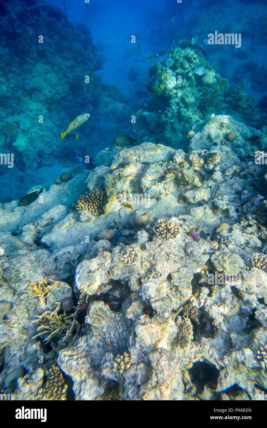 Fische und Korallen unter Wasser Stockfoto