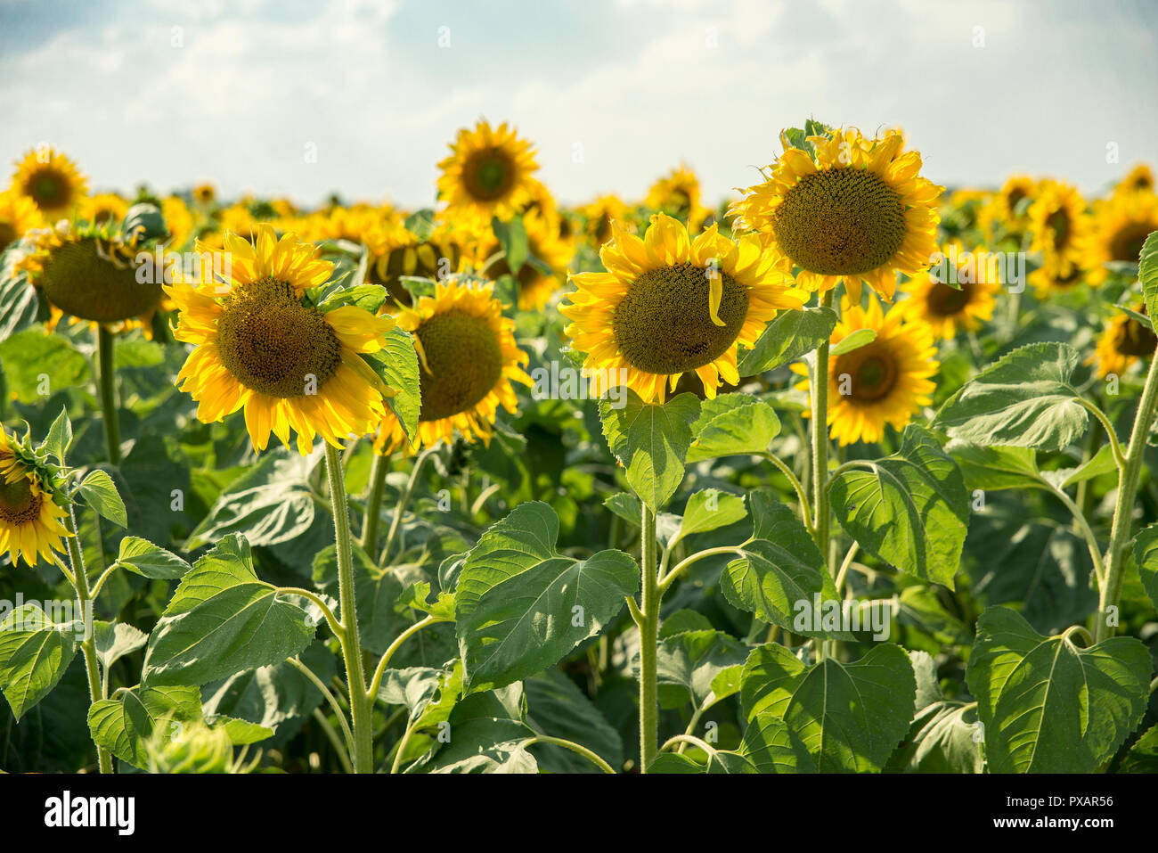 Schöne Feld mit Sonnenblumen Stockfoto