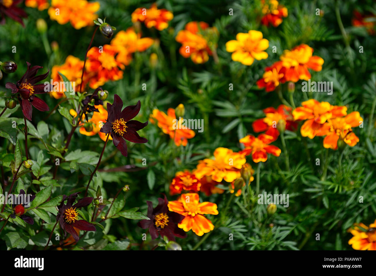 Dahlie Dark Desire, dunkle, Wein-rot, Blumen, Dahlien, Tagetes Patula, Ringelblume, Orange, Blume, RM Floral Stockfoto