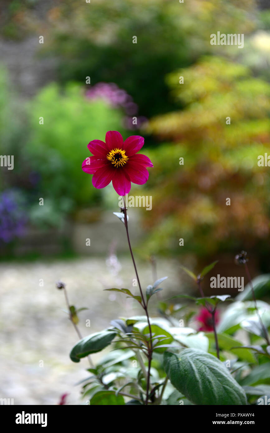 Dahlie, Lila, ledig, Blume, Blumen, Dahlien, RM Floral Stockfoto