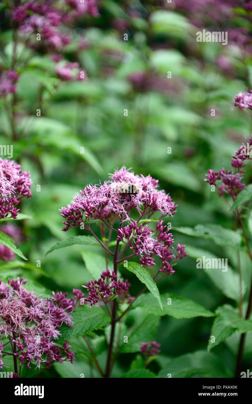 Eutrochium purpureum, Aster x Frikartii Mönch, lila Joe-Pye Unkraut, Astern, Lila, Blau, Blume, Blumen, wutumn, Herbst, Garten, Gärten, RM Floral Stockfoto