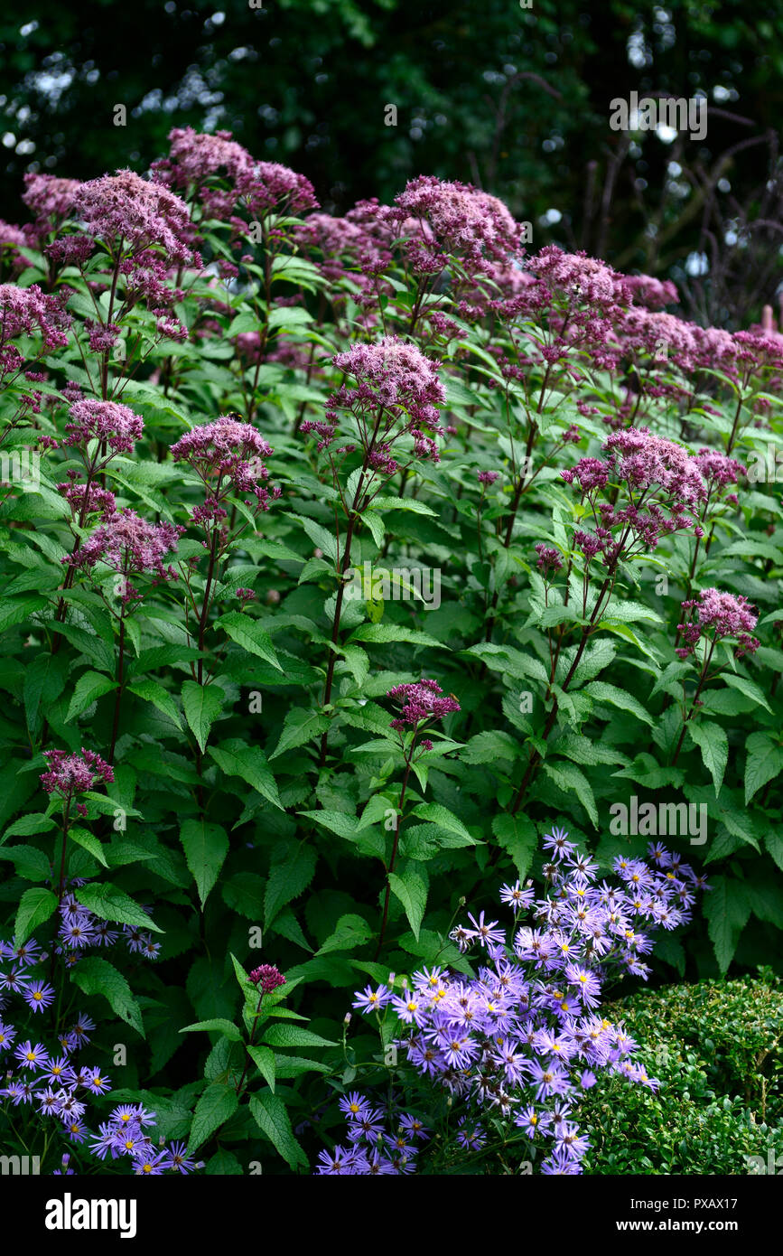 Eutrochium purpureum, Aster x Frikartii Mönch, lila Joe-Pye Unkraut, Astern, Lila, Blau, Blume, Blumen, wutumn, Herbst, Garten, Gärten, RM Floral Stockfoto