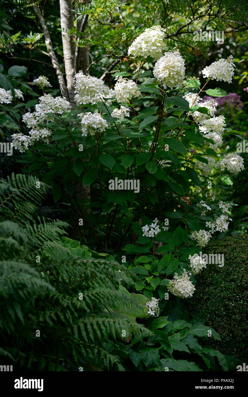 Hydrangea paniculata, weiß, Blume, Blumen, Blüte, Blütenstand, RM Floral Stockfoto