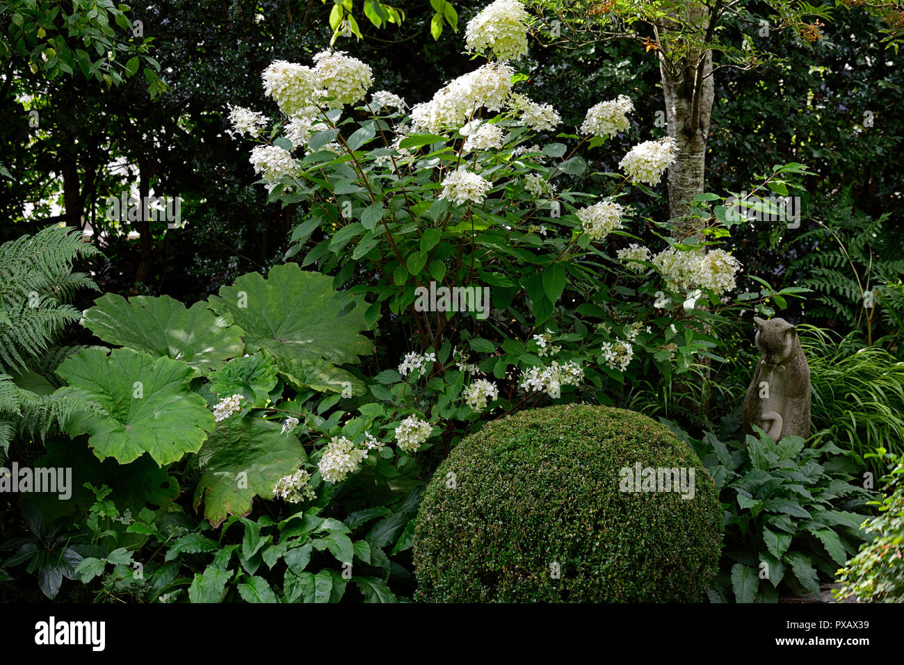 Hydrangea paniculata, weiß, Blume, Blumen, Blüte, Blütenstand, RM Floral Stockfoto