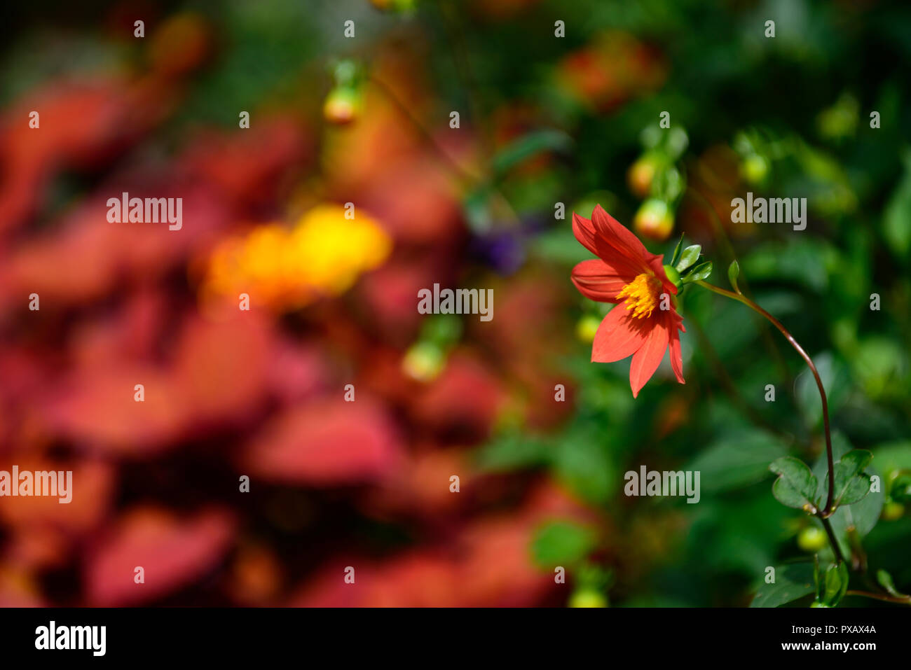 Dahlie, Orange, ledig, Blume, Blumen, Dahlien, RM Floral Stockfoto