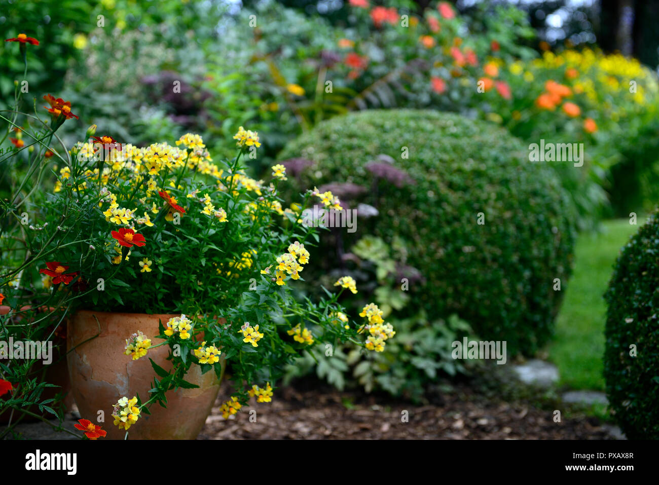diascia, gelb, Blumen, Blume, Topf, Behälter, RM Floral Stockfoto