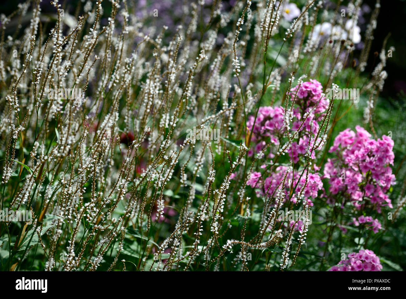 Phlox paniculata helle Augen, Persicaria amplexicaulis Alba, rosa, weiß, Blume, Blumen, Blüte, Mix, Gemischt, Kombination, RM Floral Stockfoto