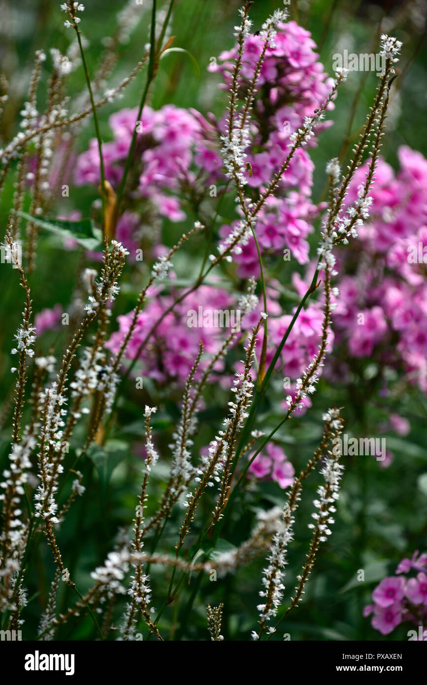 Phlox paniculata helle Augen, Persicaria amplexicaulis Alba, rosa, weiß, Blume, Blumen, Blüte, Mix, Gemischt, Kombination, RM Floral Stockfoto