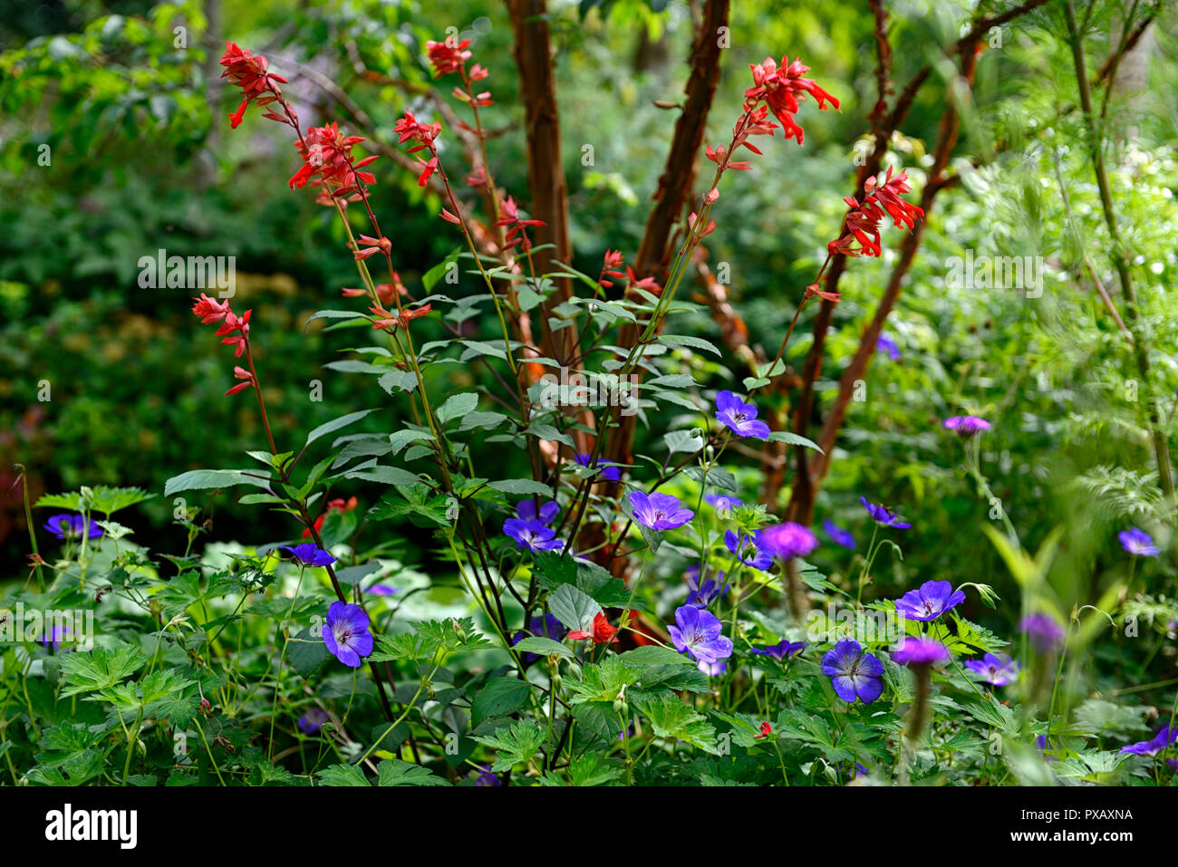 Salvia Glut wünschen, Orange, Geranium rozanne, blau, Farbe, Farbe, Blumen, Laub, Garten, Pflanzen, RM Floral Stockfoto
