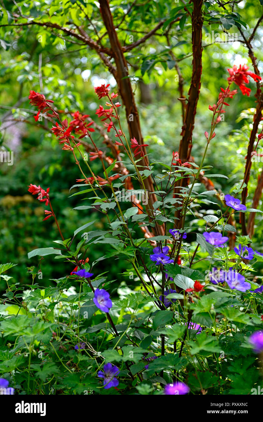 Salvia Glut wünschen, Orange, Geranium rozanne, blau, Farbe, Farbe, Blumen, Laub, Garten, Pflanzen, RM Floral Stockfoto