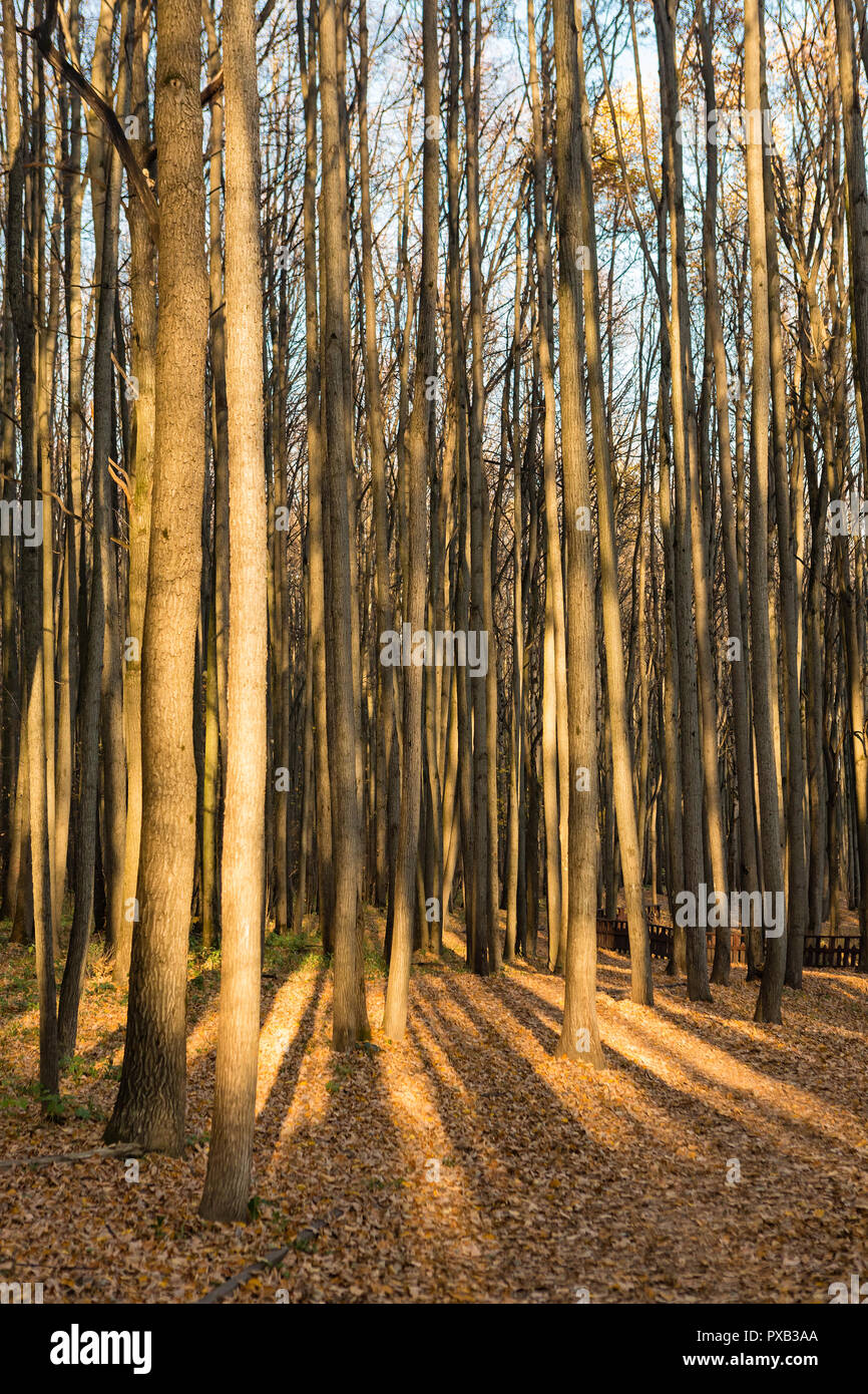 Hohe Stämme der Bäume durch die Sonne im Herbst Holz beleuchtet Stockfoto