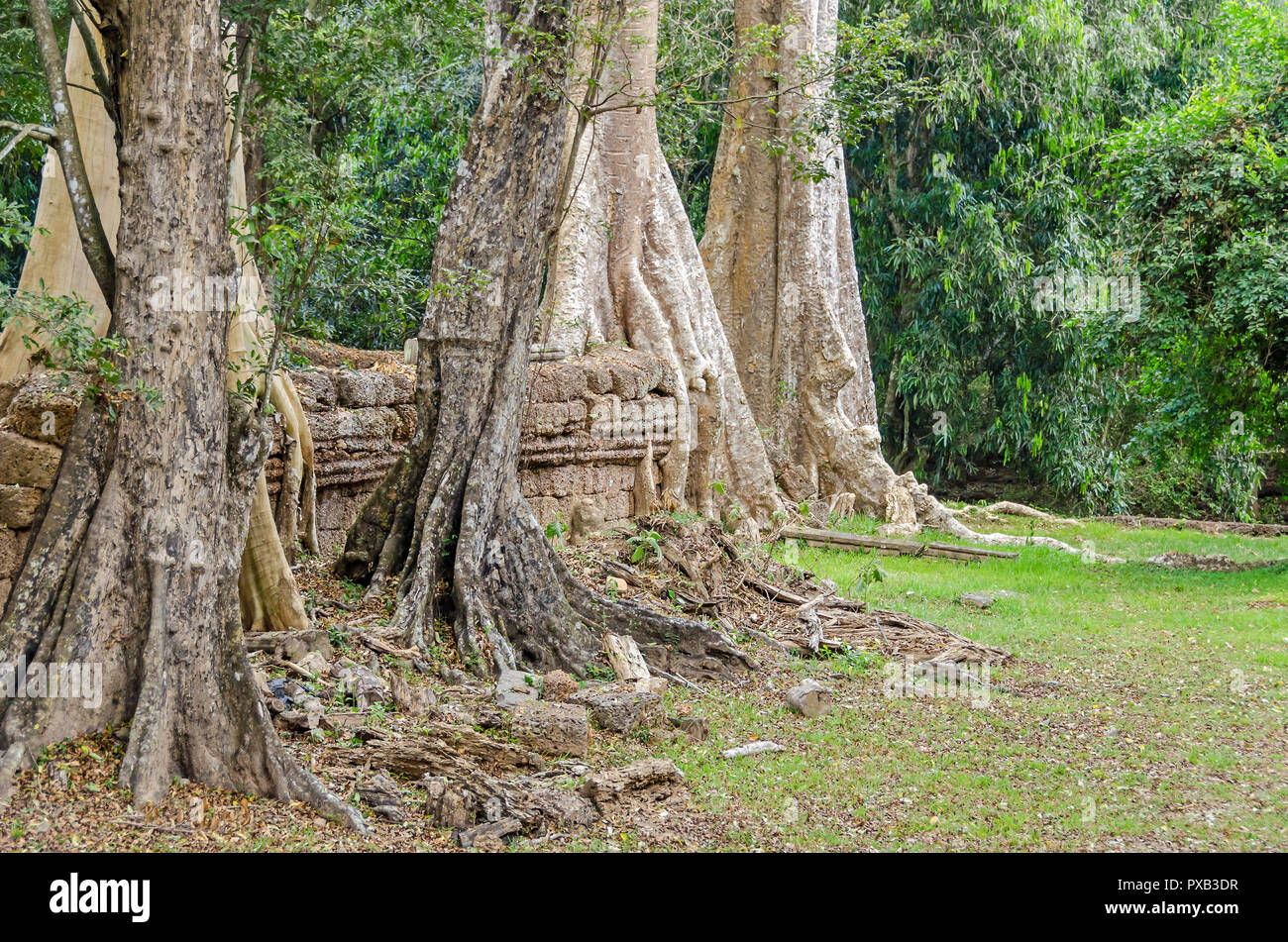 Wurzeln der einen spung, der berühmte Baum Tetrameles nudiflora, in der Ta Prohm Tempel Ruinen in Kambodscha wächst und die Vernichtung seiner Wände Stockfoto