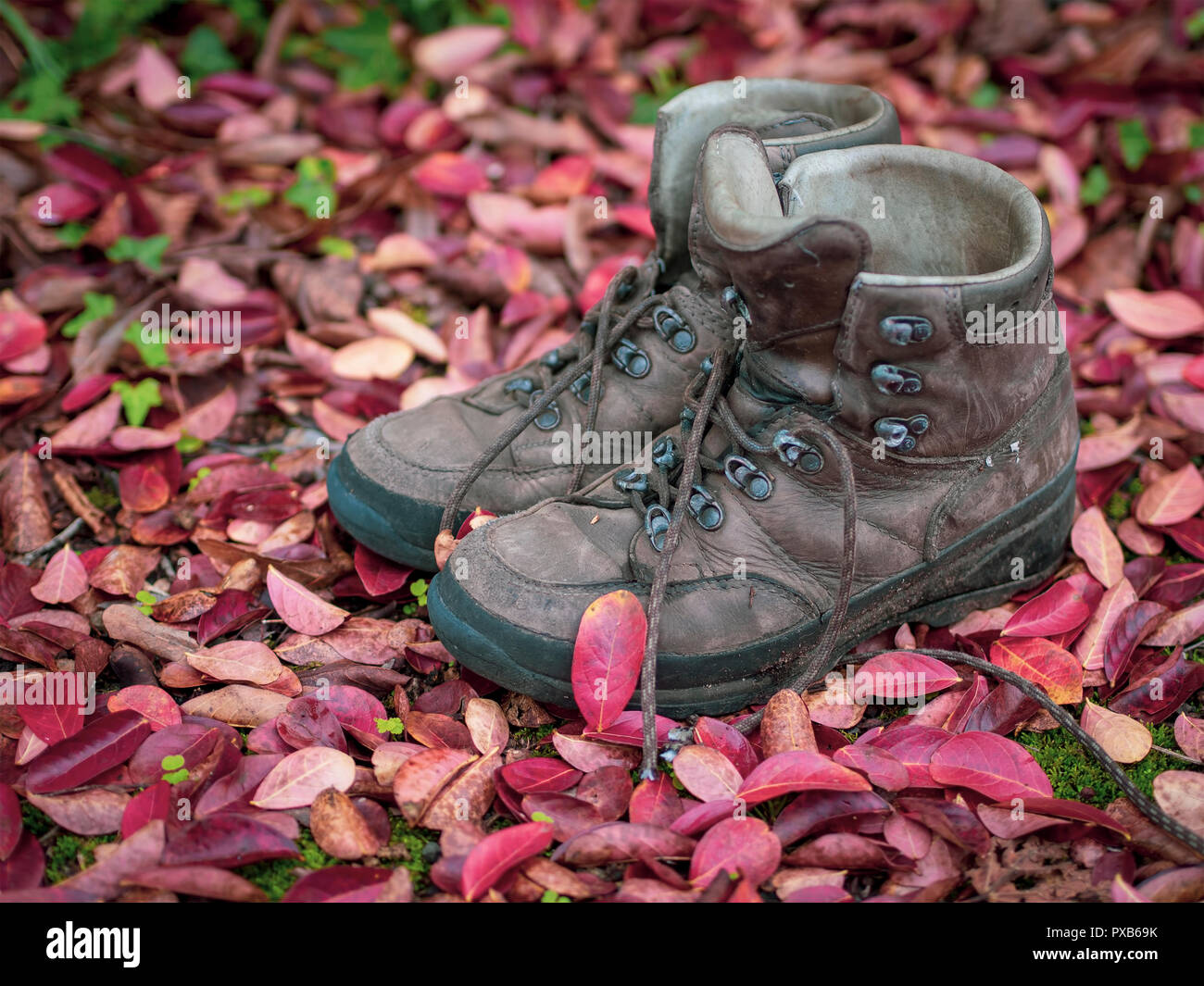 Wanderschuhe, Unbranded und gut getragen, im Herbst fallen. Rote Blätter. Wandern im Herbst. Stockfoto