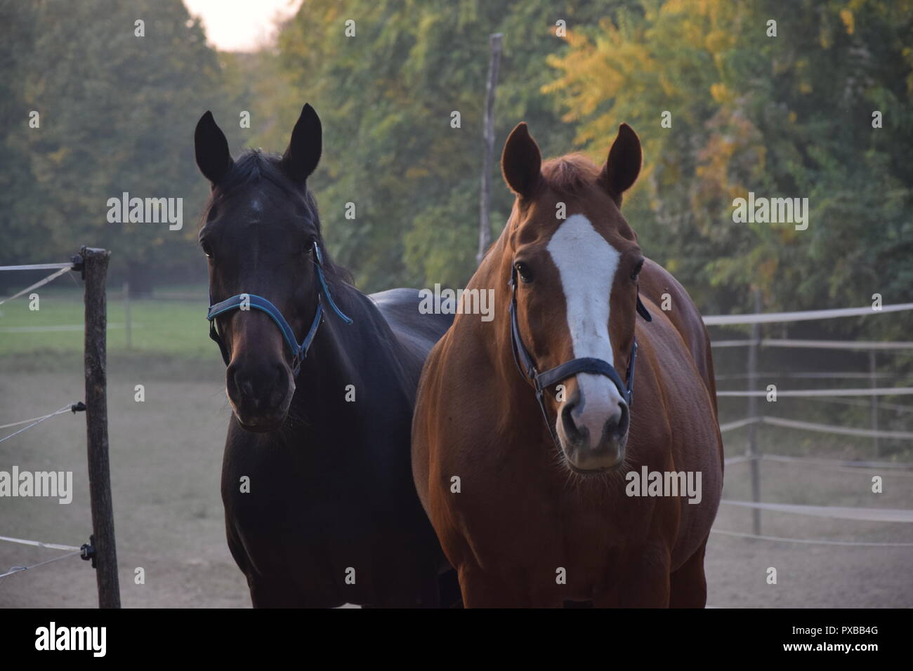 Reiterhof Stockfoto